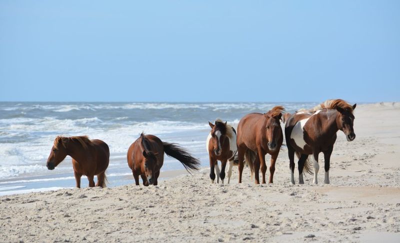 Assateague Island, Maryland and Virginia