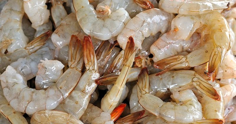 Shrimp