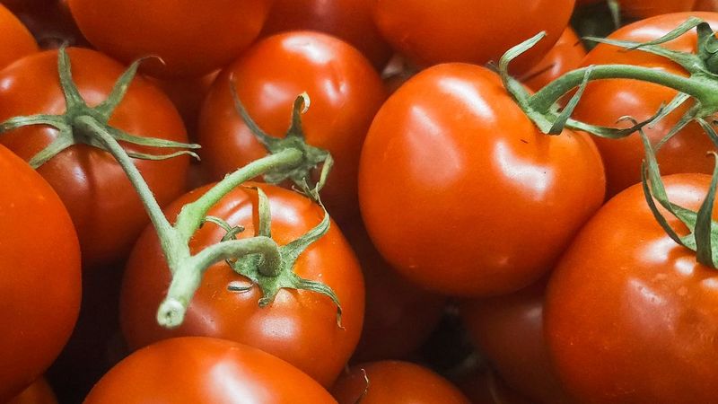 Tomatoes, the Poison Apple