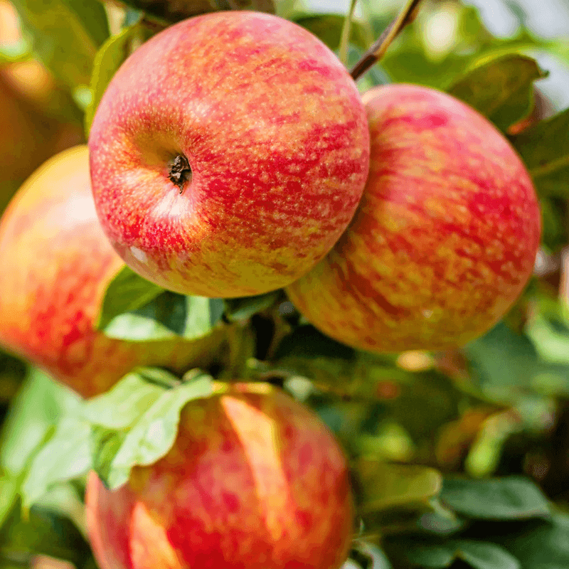 Crunchy Honeycrisp Apples