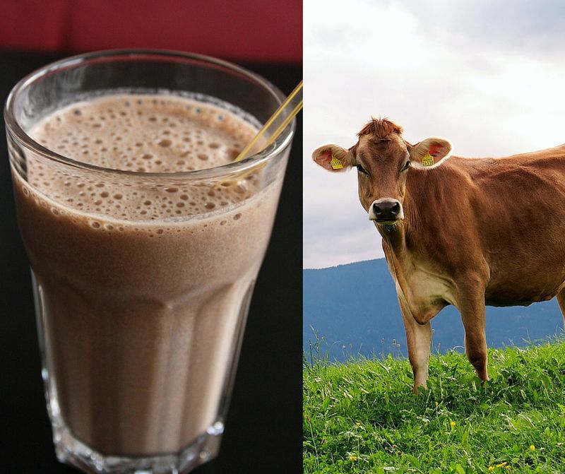 Chocolate Milk Comes From Brown Cows