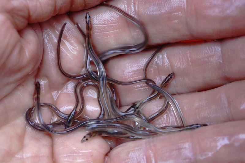 Japanese Glass Eels