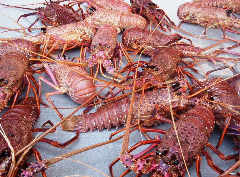 Spiny Lobster from Western Australia