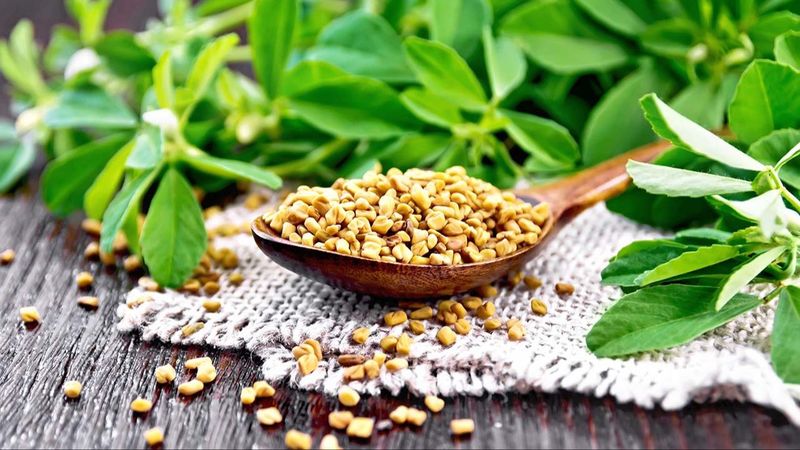 Fenugreek