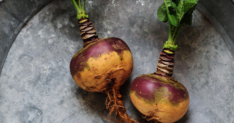Swede Is Really a Rutabaga