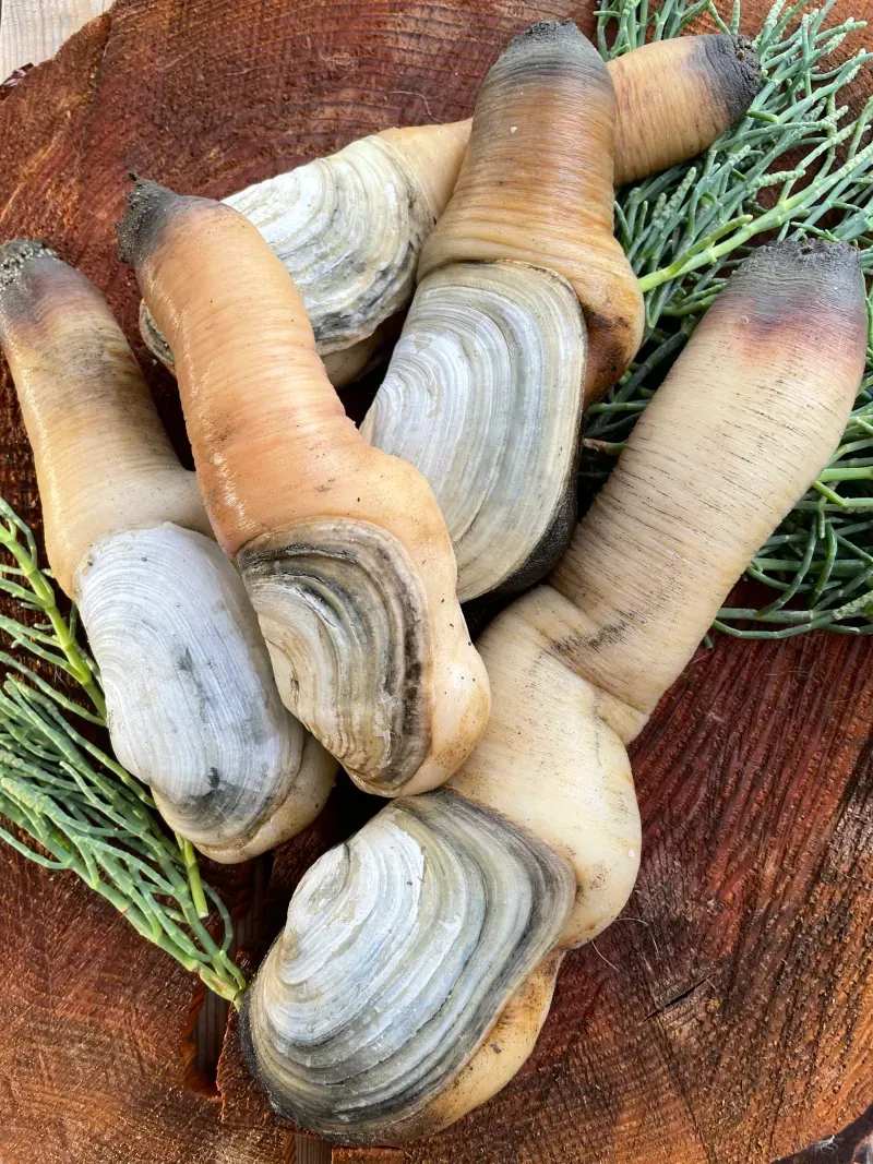 Geoduck Clam