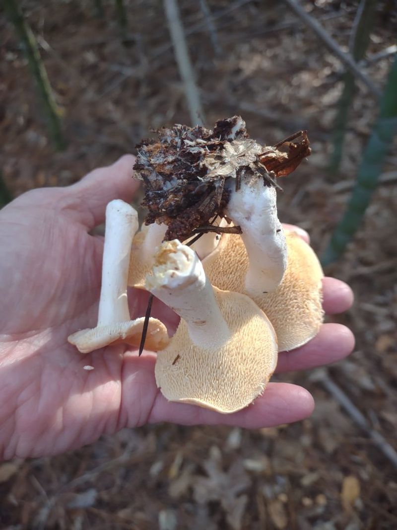 Hedgehog Mushrooms With Tiny Spikes