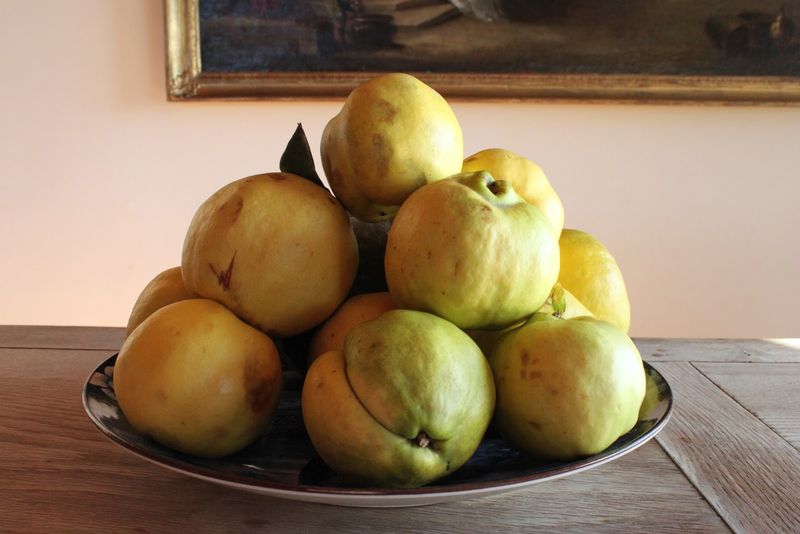 Quince