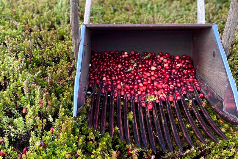 Cranberries