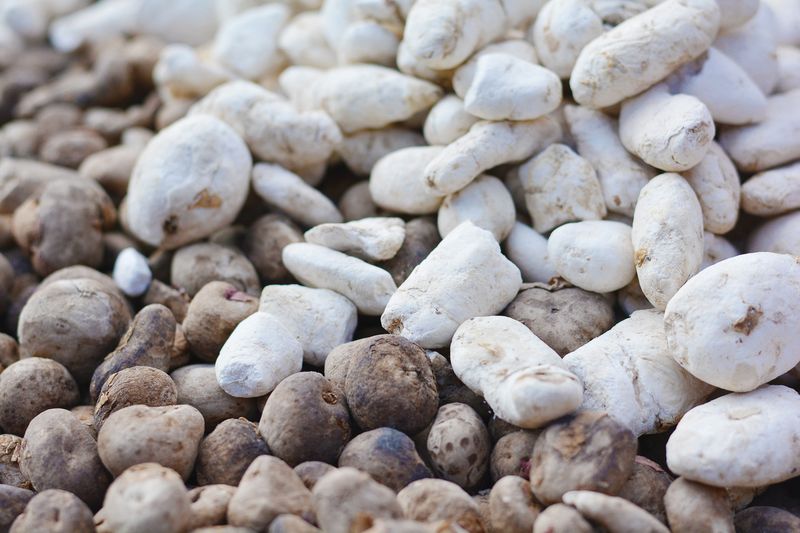 Potatoes Become Freeze-Dried Chuño in Peru