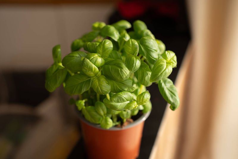 Basil, the Love Herb