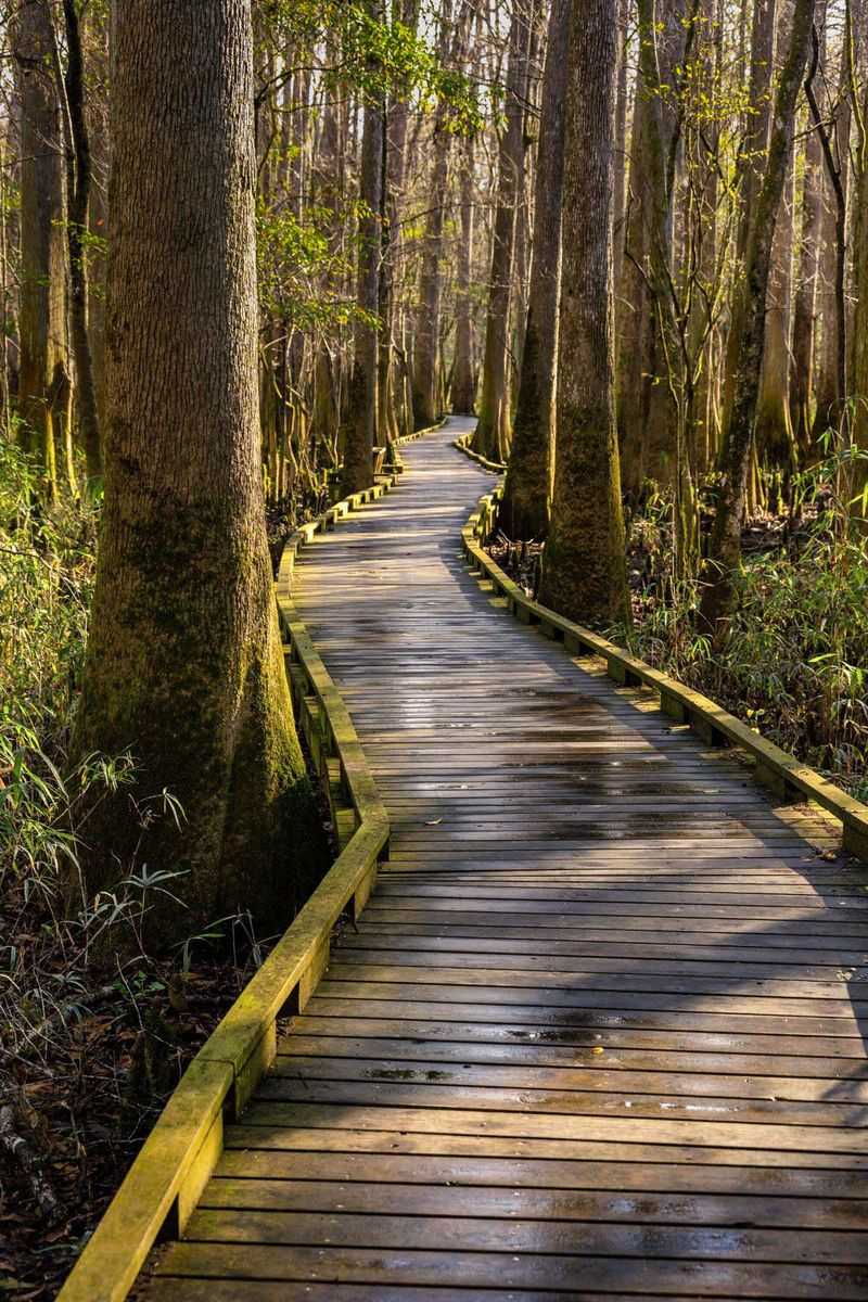 Congaree National Park, South Carolina: Giants Above the Boardwalk