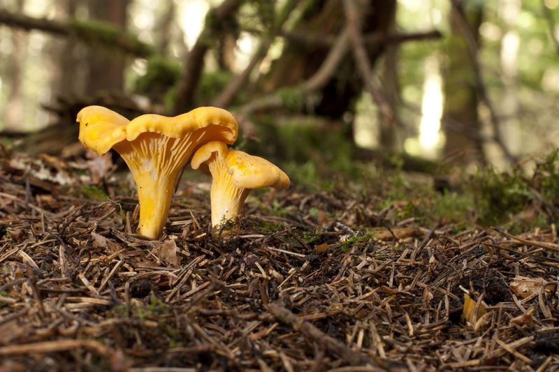 Earthy Wild Mushrooms
