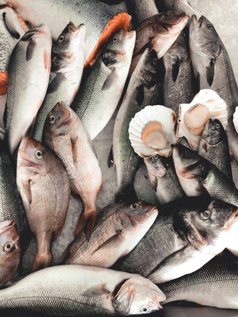 Ichthyophobia: Fish Can Spark Alarm