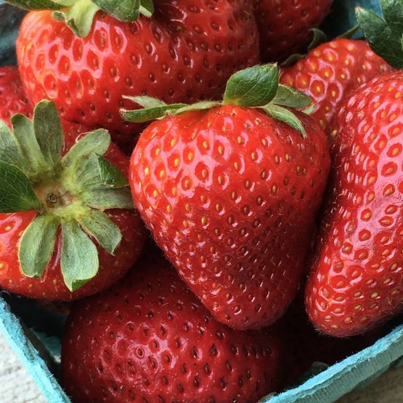 Strawberries at Peak Ripeness