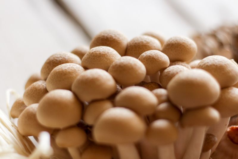 Beech Mushrooms in Tiny Bunches