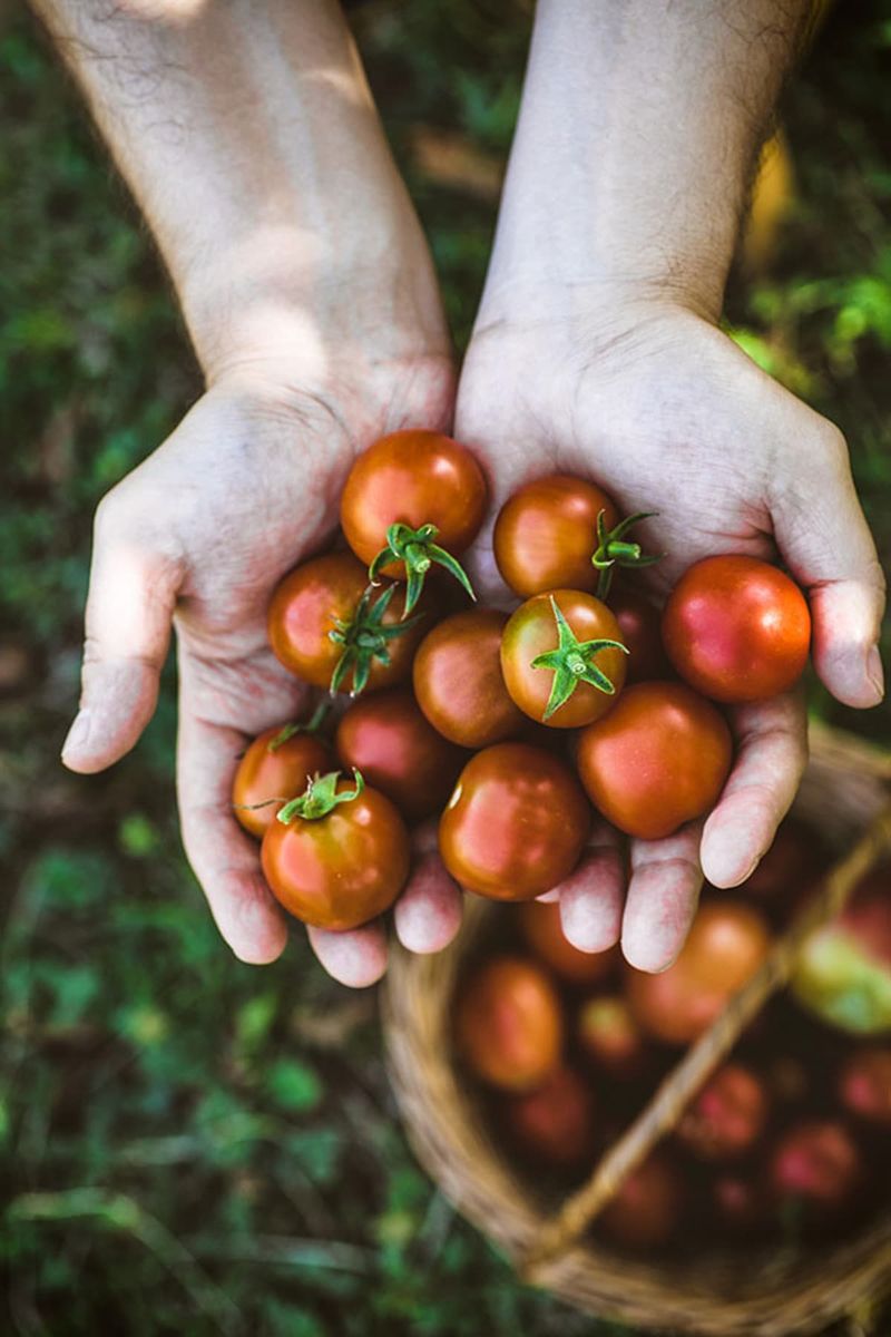 Ripe Tomato Testing