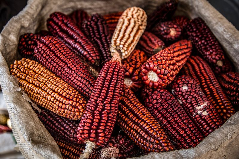 Corn, Mexico's Gift