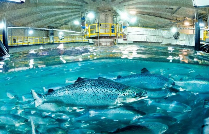 Fish Farms on Land