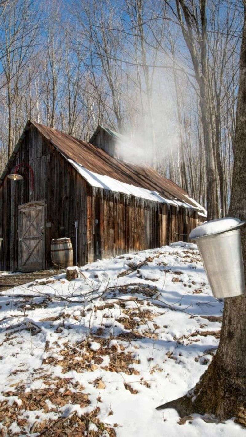 Maple Syrup in Canada and New England