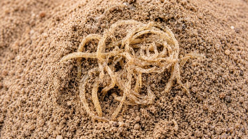 Noodles Older Than You Think
