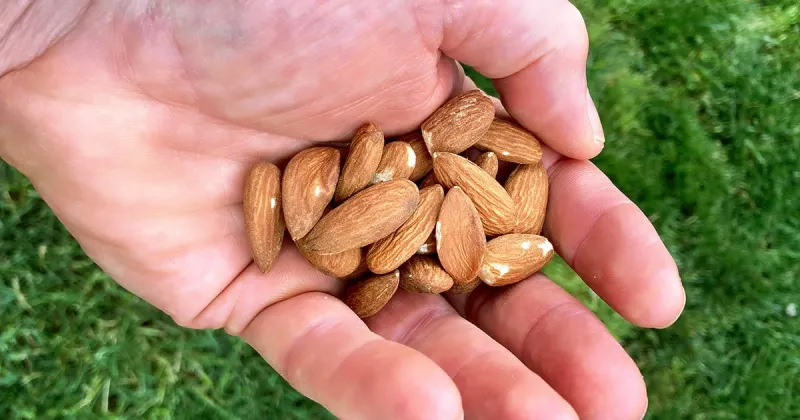 Handful of Almonds