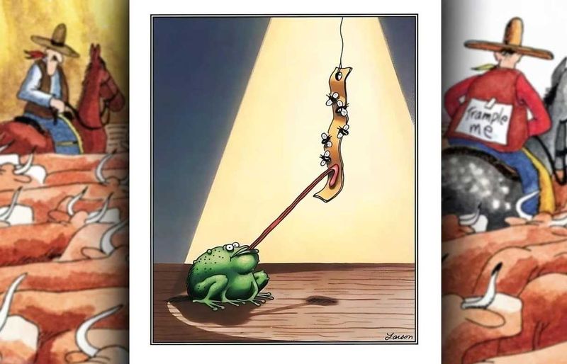 The Frog and the Fly