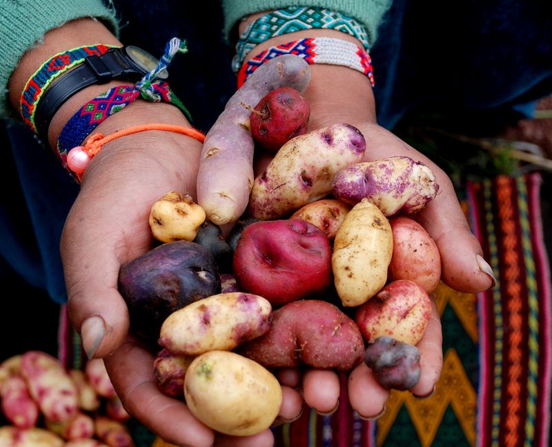 Potatoes from the Andes