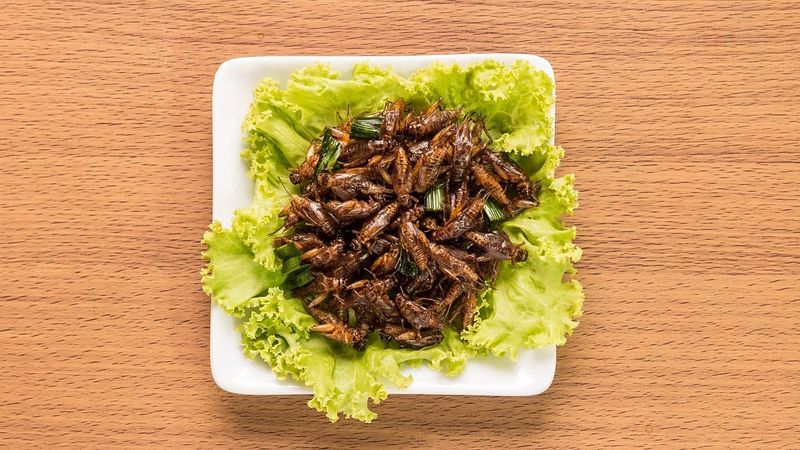 Insects as Protein