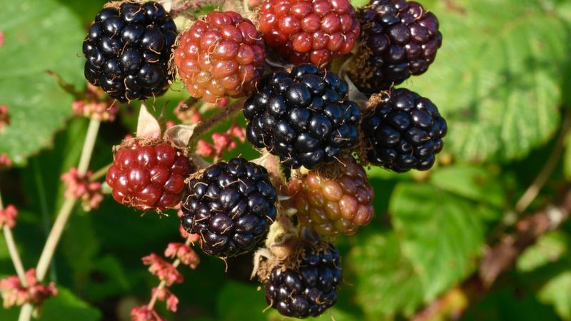 Blackberries for Berry Pickers