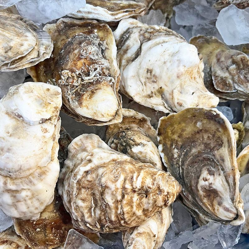 Shellfish