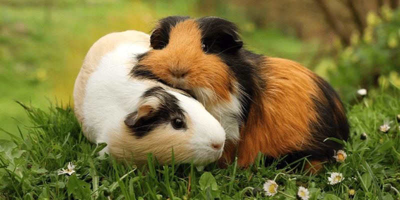 Lonely Guinea Pigs Are Illegal in Switzerland