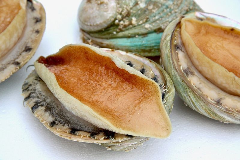 Abalone