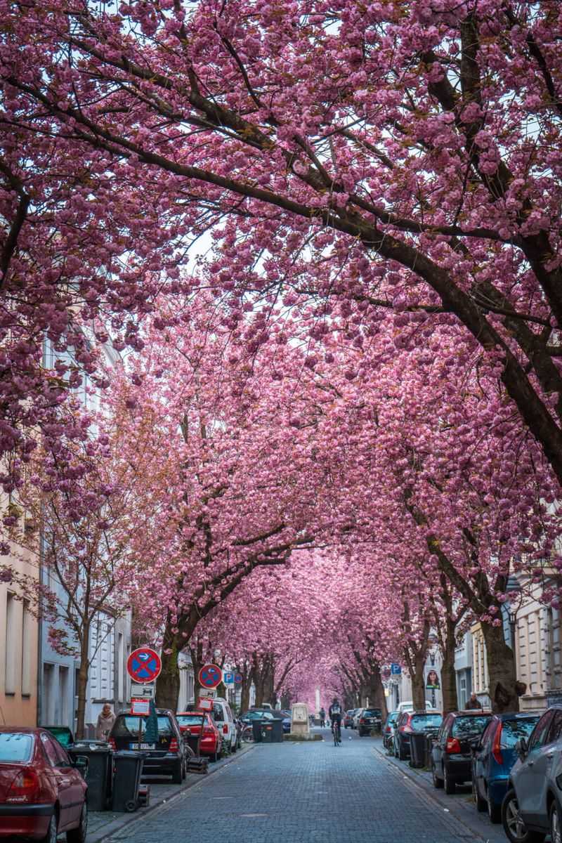 Heerstraße: Bonn Beneath Pink Blossoms