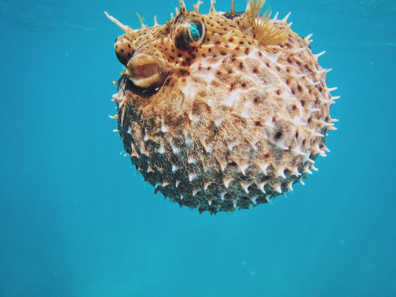 Puffer Fish Gamble