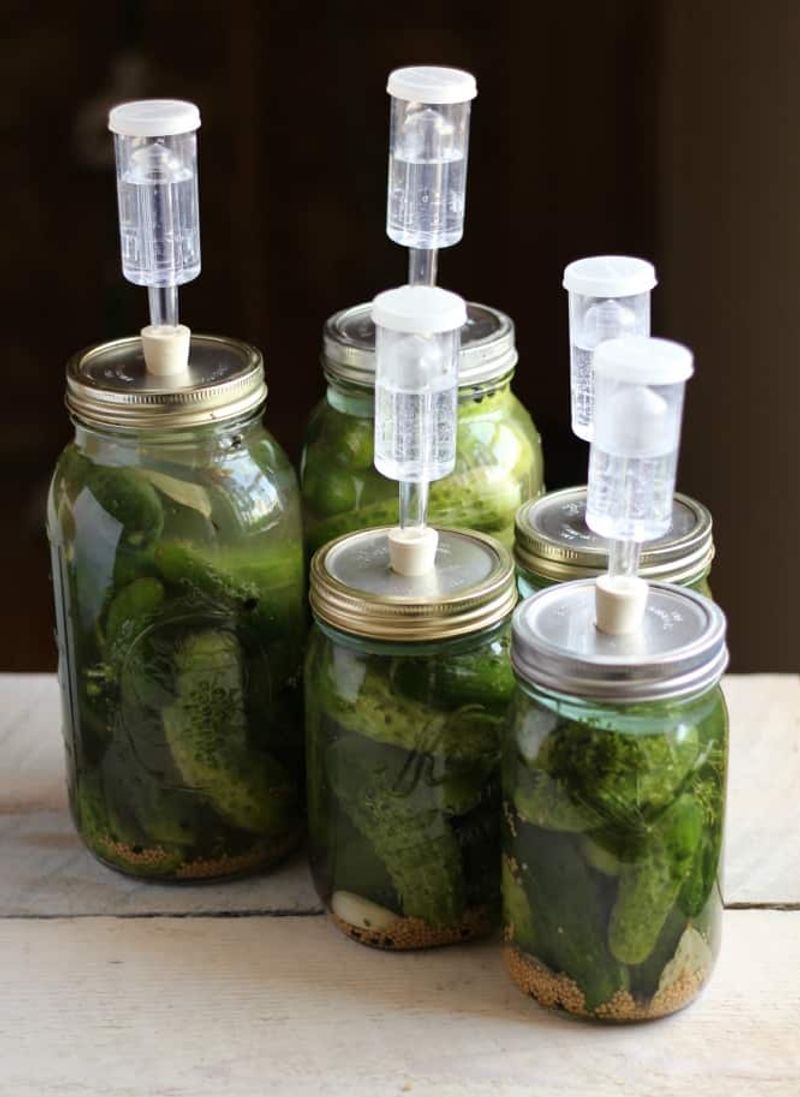 Fermented Pickles