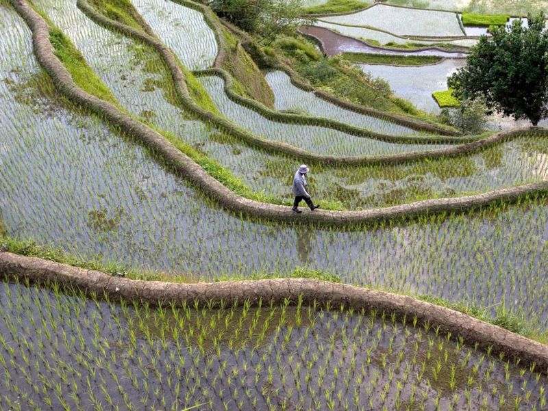 Rice, Feeder of Billions
