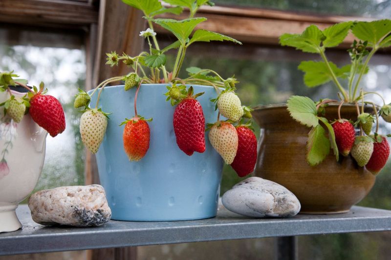 Grow Something Juicy at Home