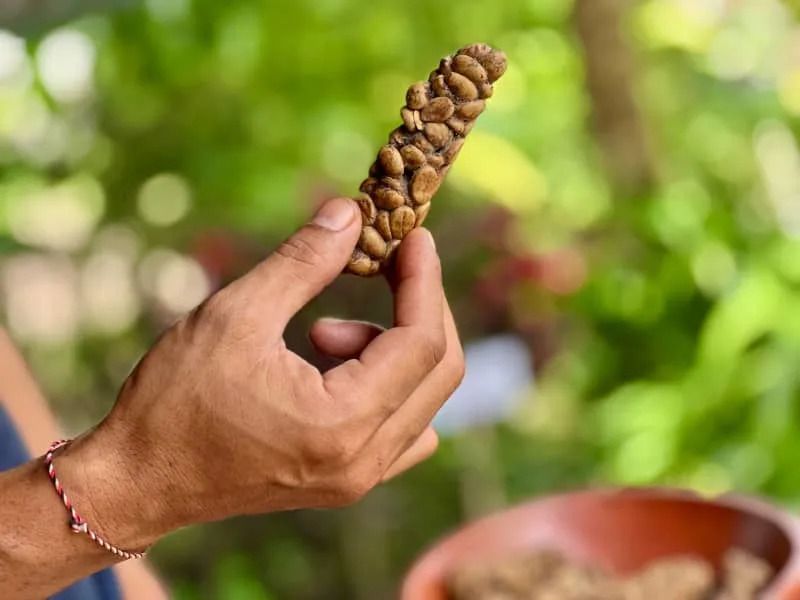 Kopi Luwak Coffee