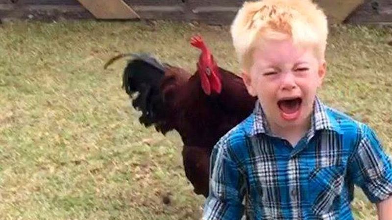 Alektorophobia: Chicken Is Not Always Comfort Food
