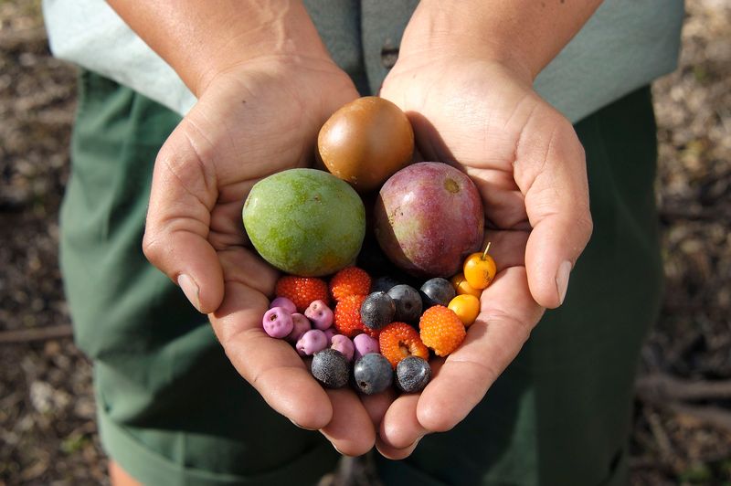 Australian Bush Tucker