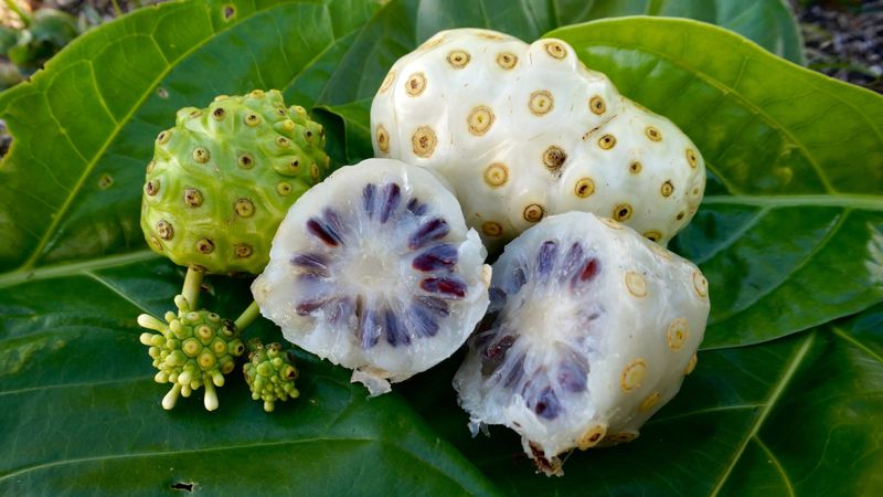 Noni, the Brave Taster's Challenge
