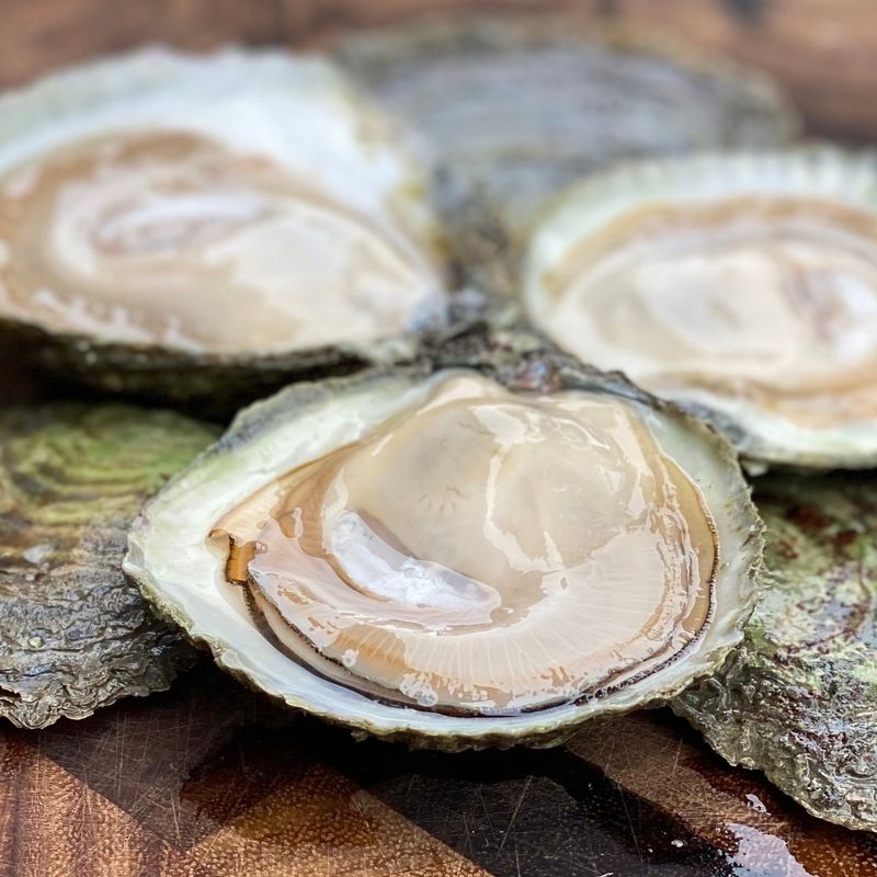 Belon Oysters