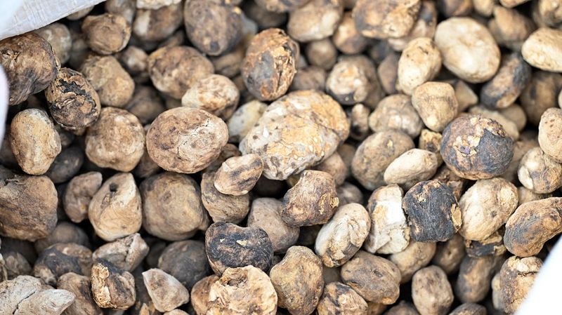 Andean Chuño Potatoes