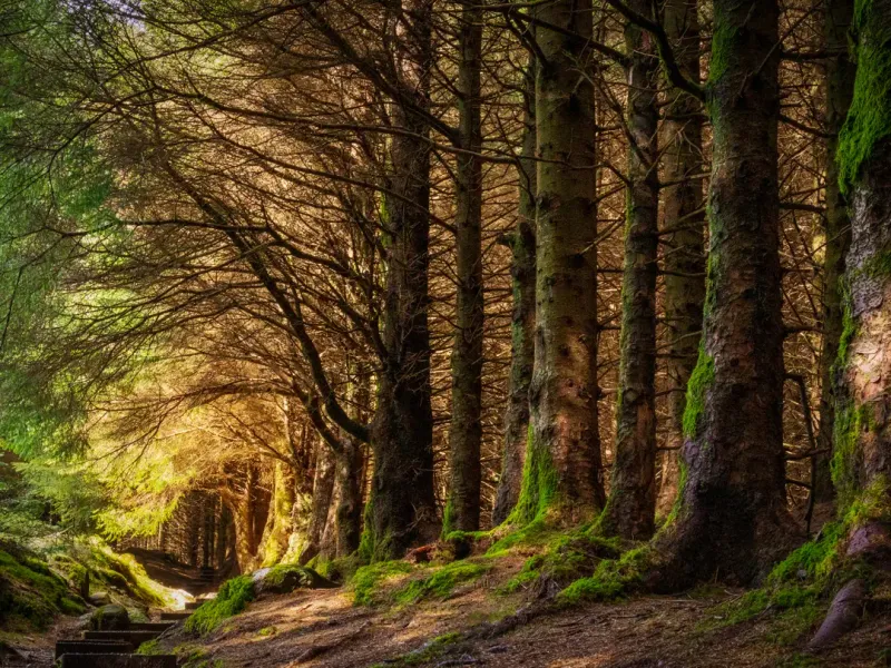 Ballinastoe Woods: A Forest With Storybook Light