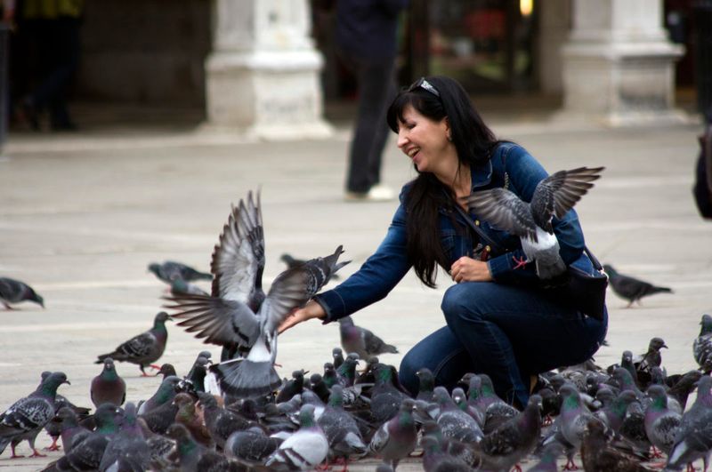 Feeding Pigeons Costs Money in Venice