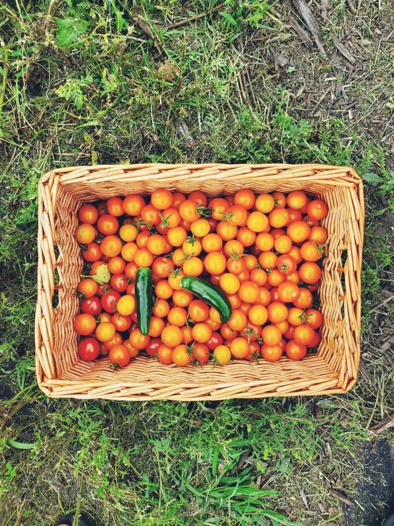Cherry Tomatoes, the Sneaky Fruit