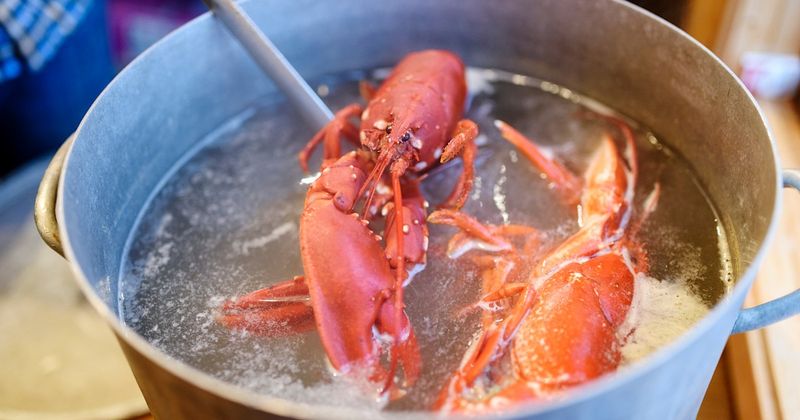 Boiling Lobsters Alive Banned in Switzerland