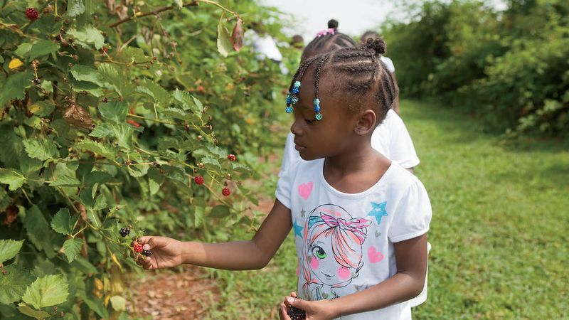 Visit a Pick-Your-Own Farm