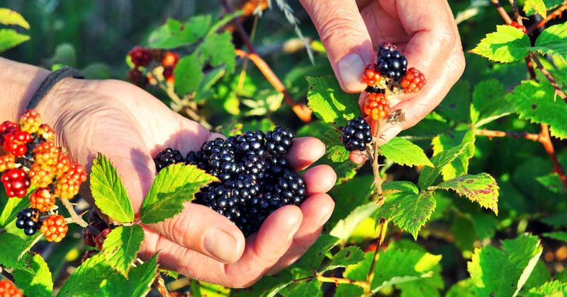 Foraging Wild Foods